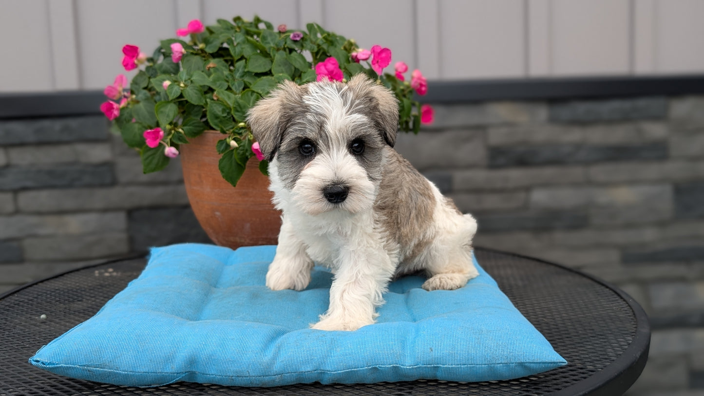 MINI SCHNAUZER (07/10) MALE