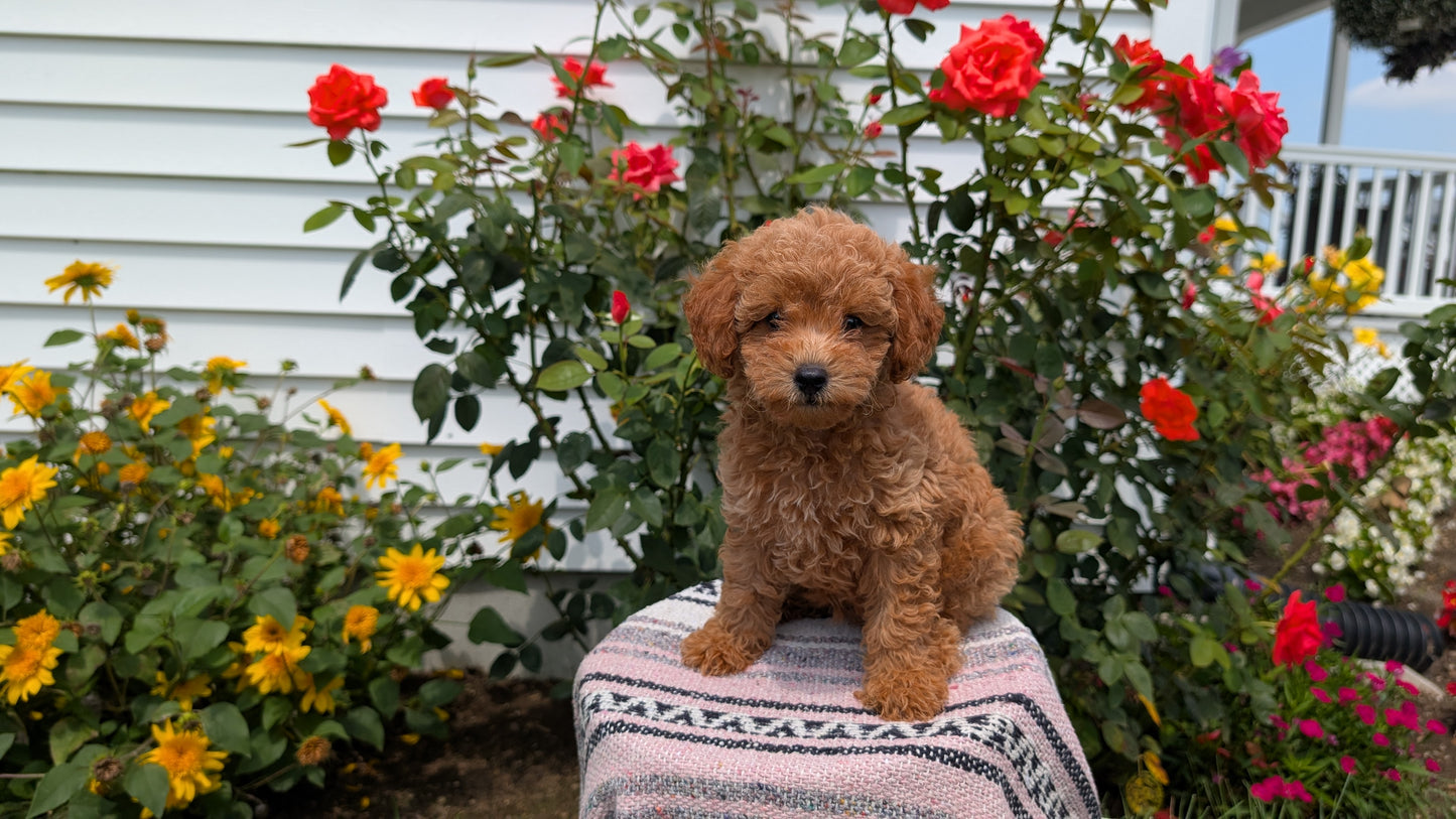 TOY POODLE (05/31) MALE