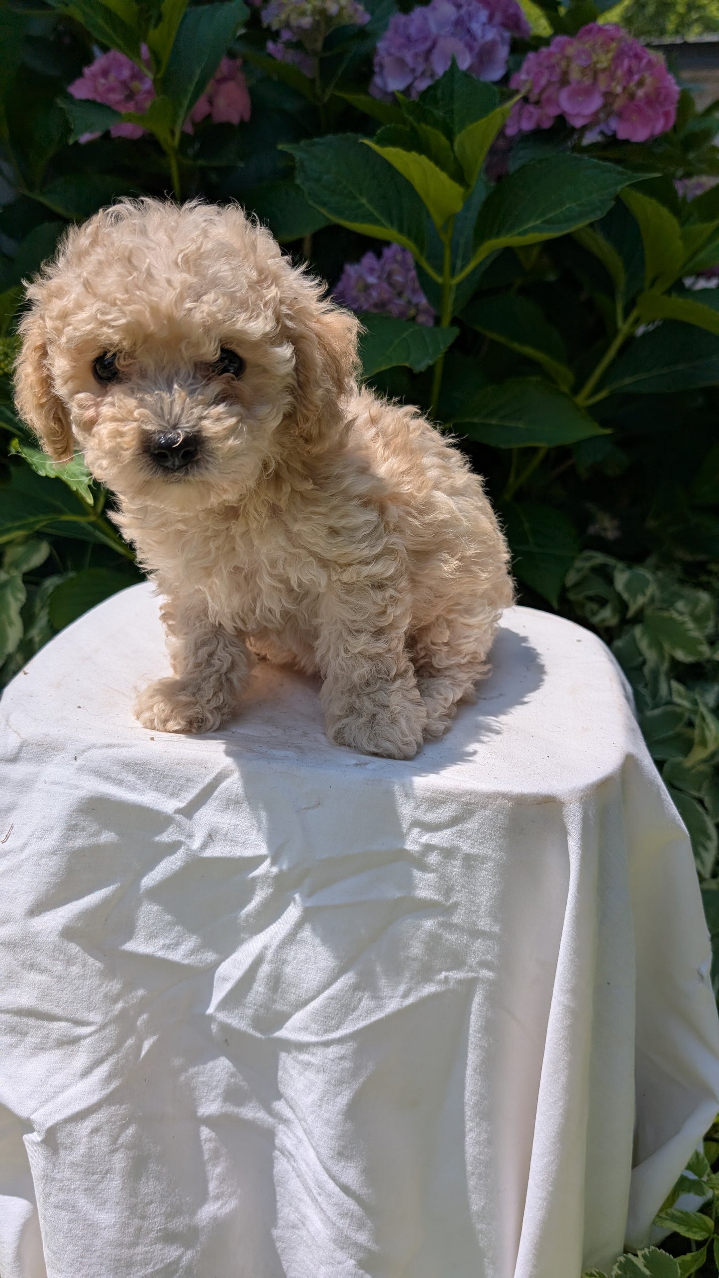CAVAPOO (05/23) FEMALE