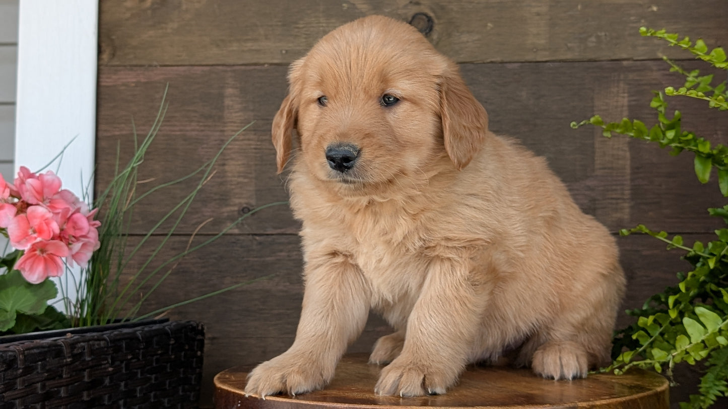 GOLDEN RETRIEVER (MAR 27) MALES