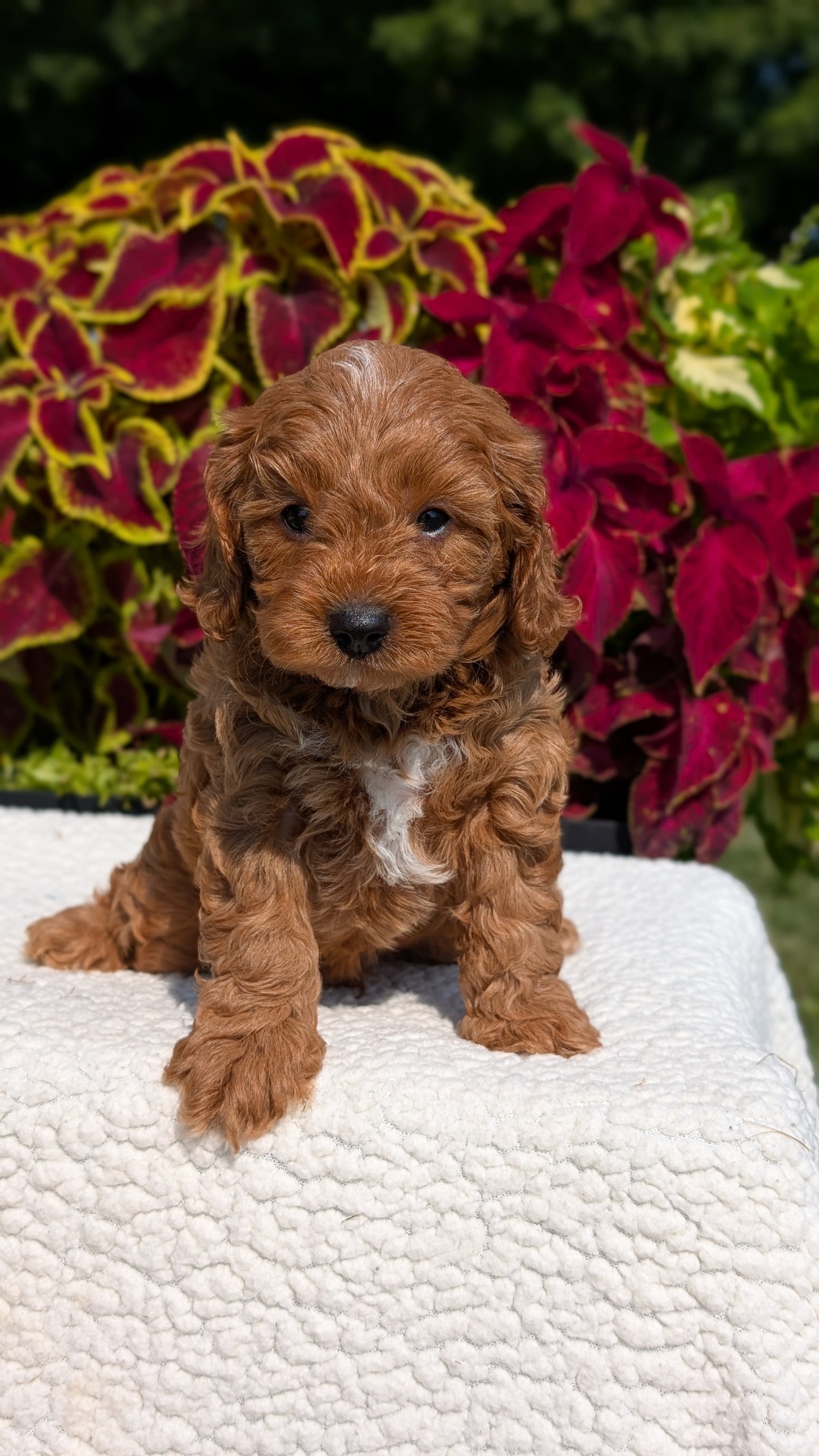 CAVAPOO (07/06) MALE
