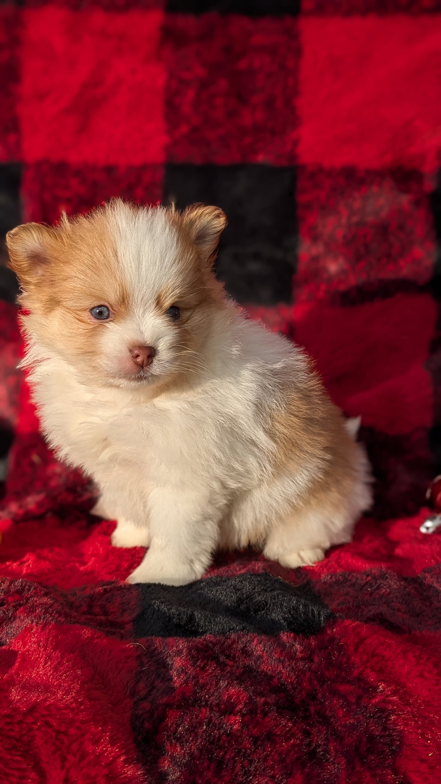 POMERANIAM (10/02) MALE