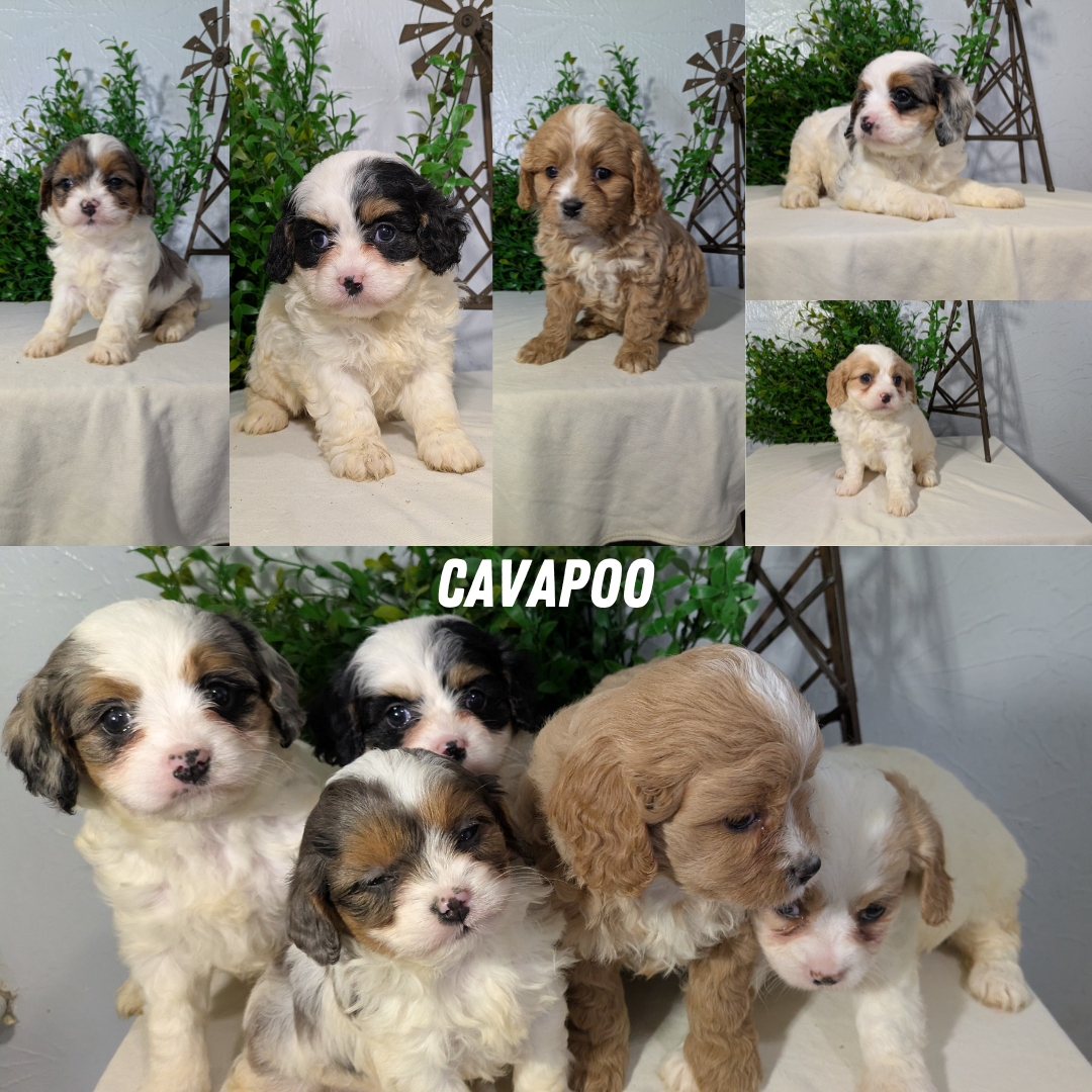 CAVAPOO (02/17) FEMALE