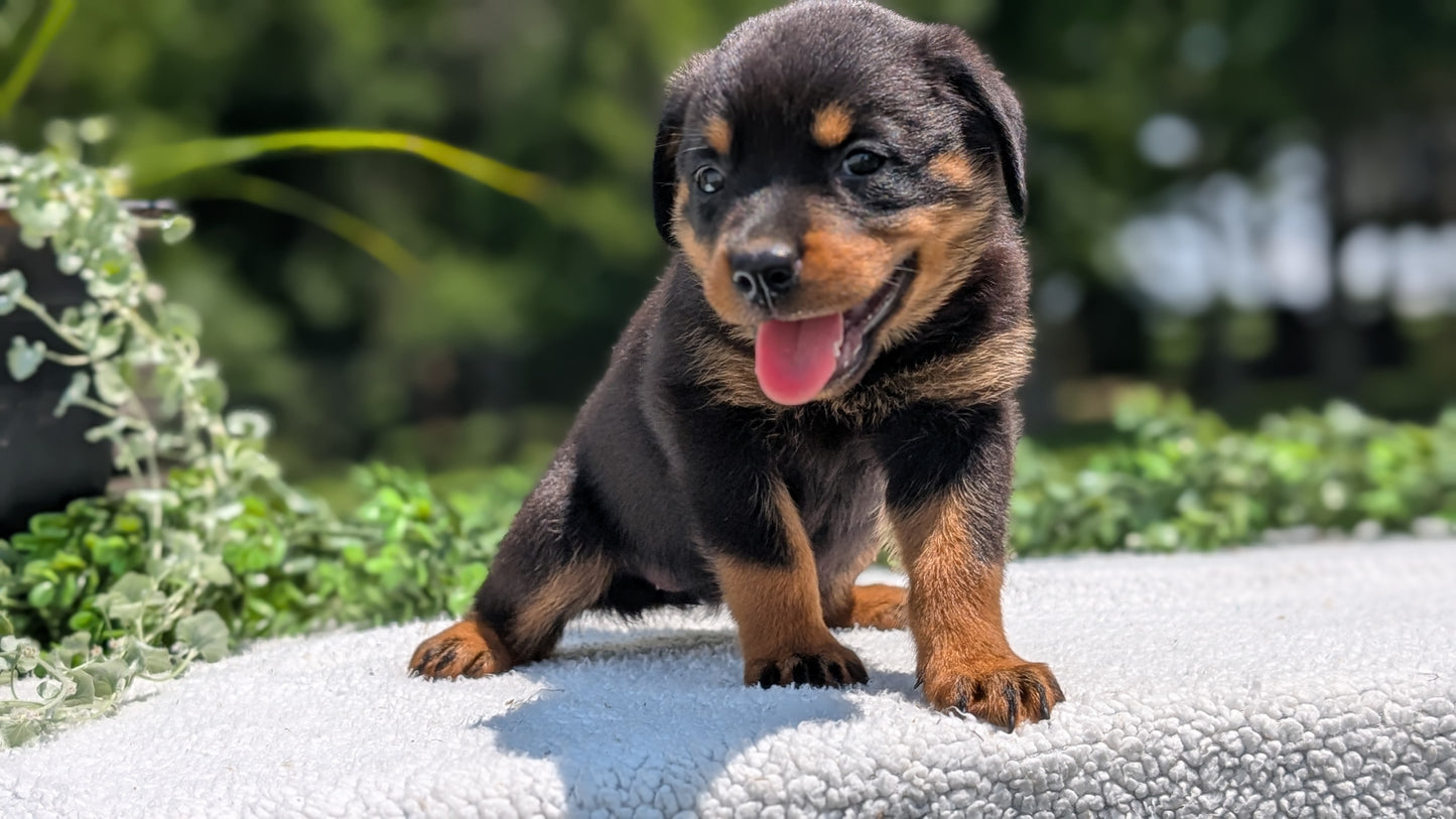 ROTTWEILER (05/28) FEMALE