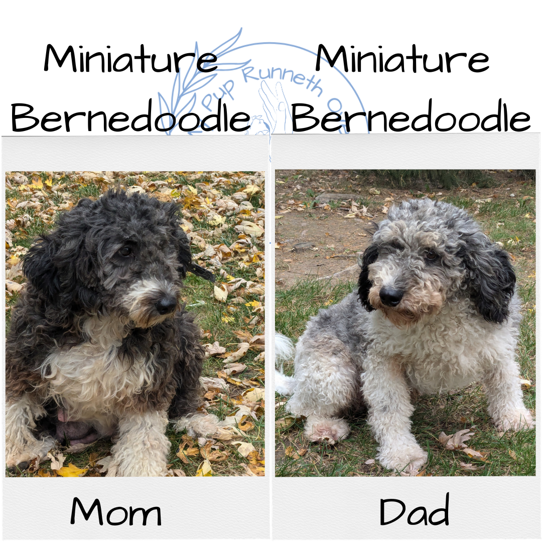 MINI BERNEDOODLE (09/24) FEMALE