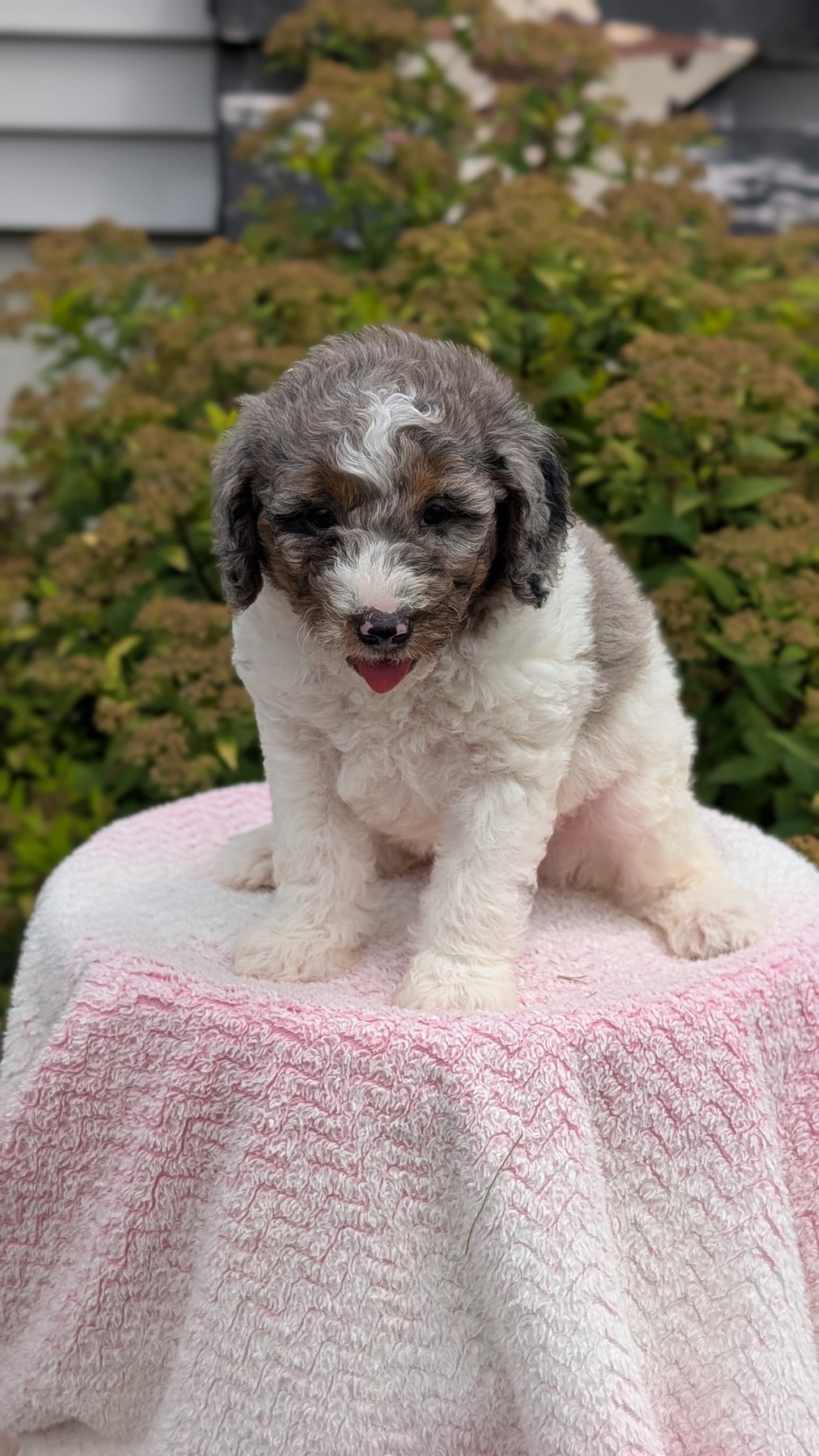 MINI POODLE (06/07) MALE