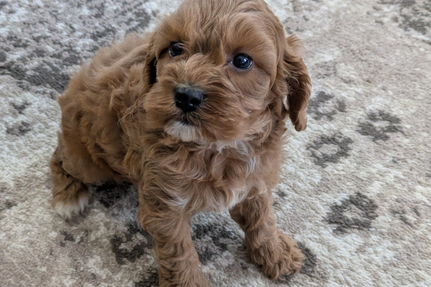 COCKAPOO (10/14) MALE