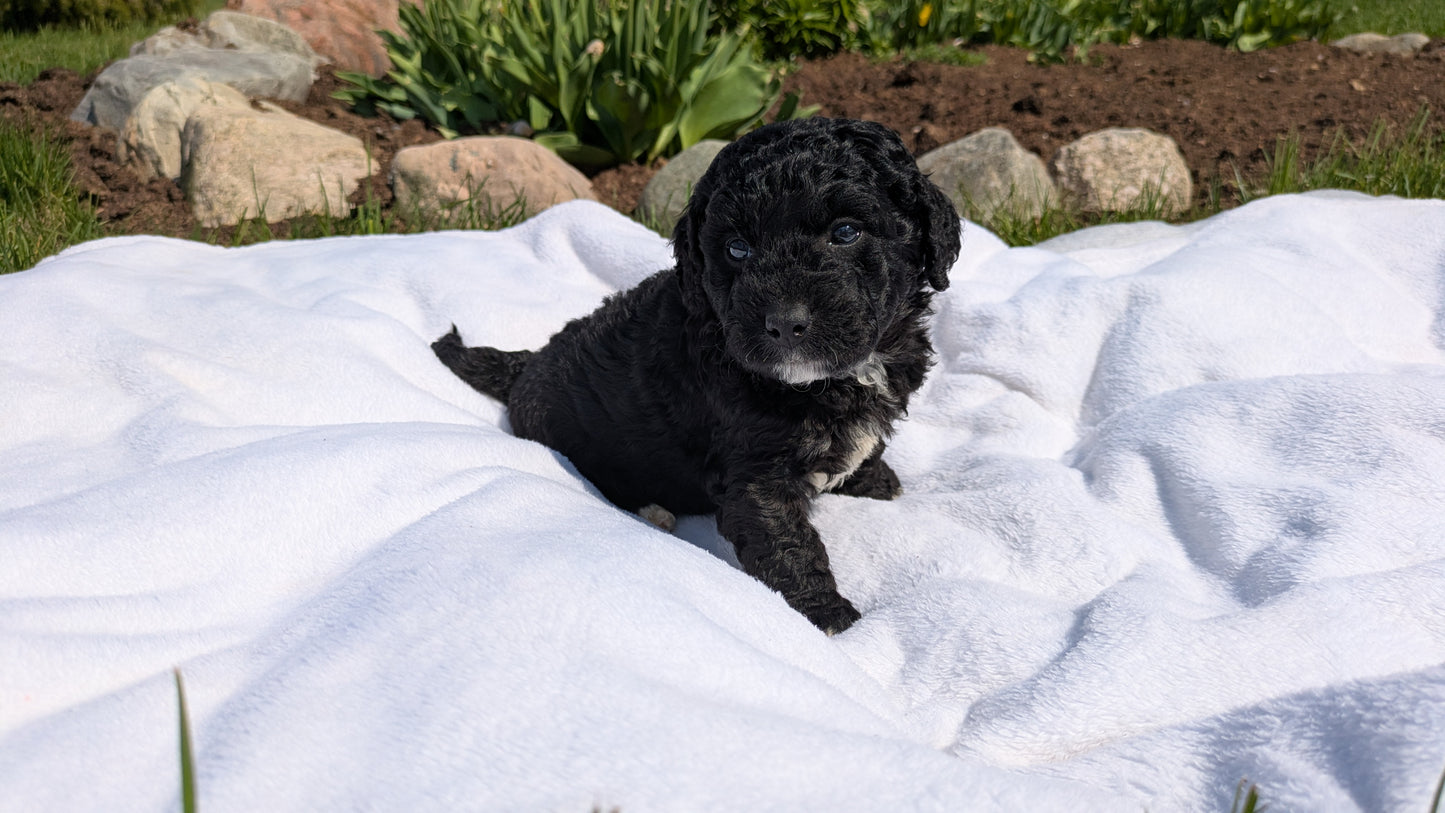 MINI BERNEDOODLE (03/30) MALE