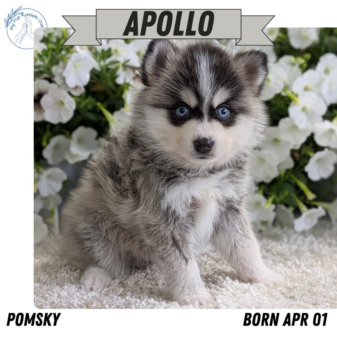 POMSKY (04/01) MALE