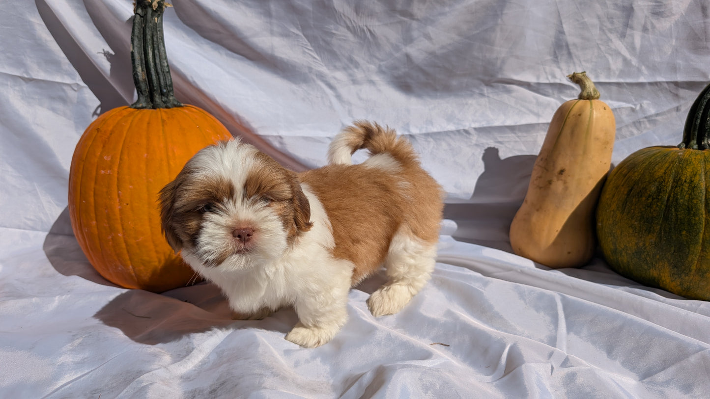 SHIH TZU (07/18) MALE