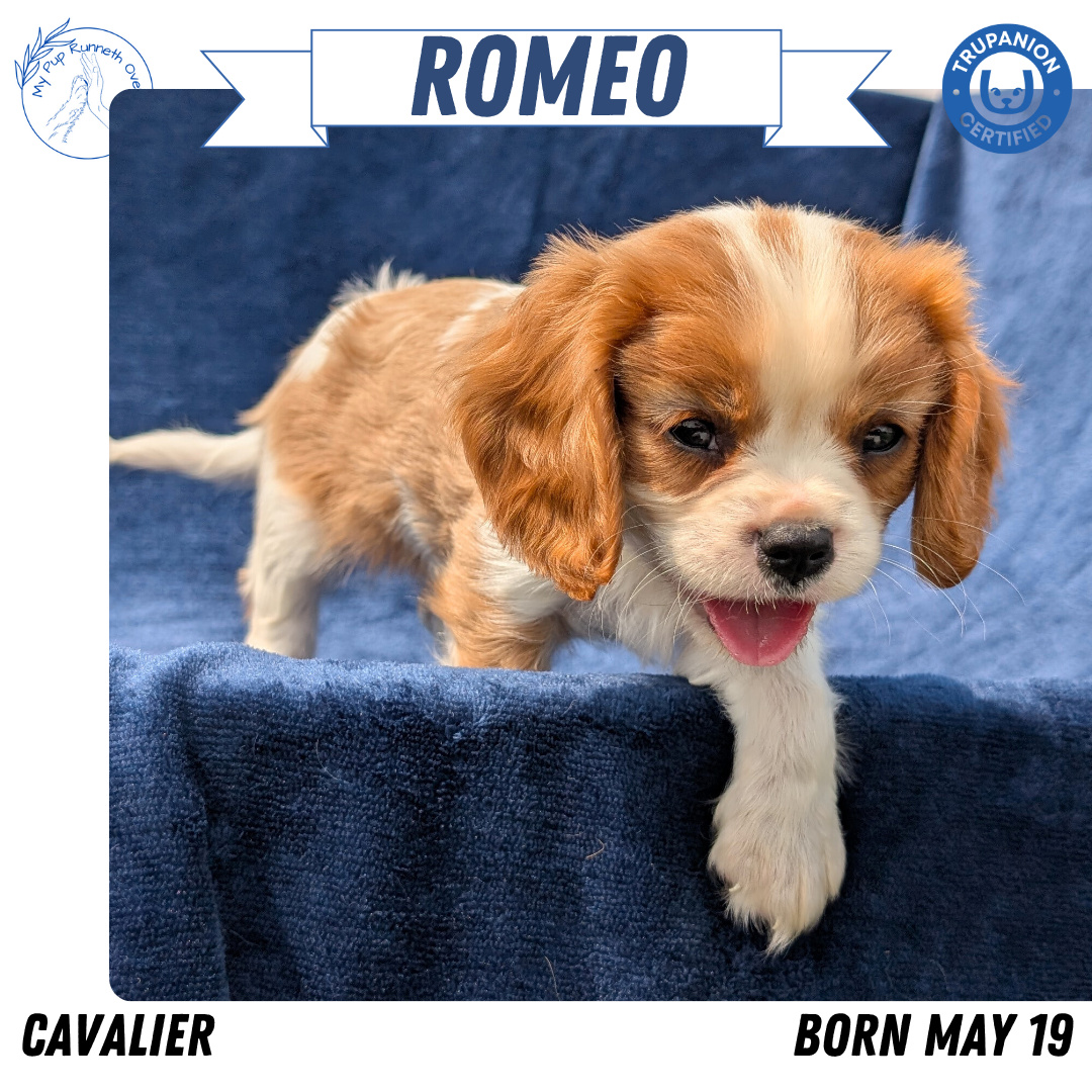 CAVALIER (05/19) MALE