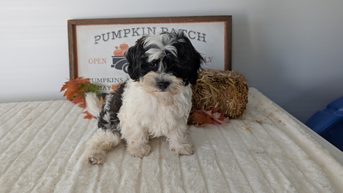 SHIHPOO (07/26) MALE