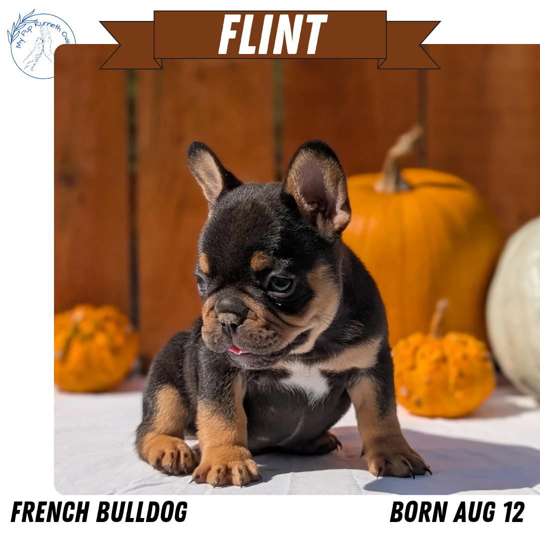FRENCH BULLDOG (08/12) MALE