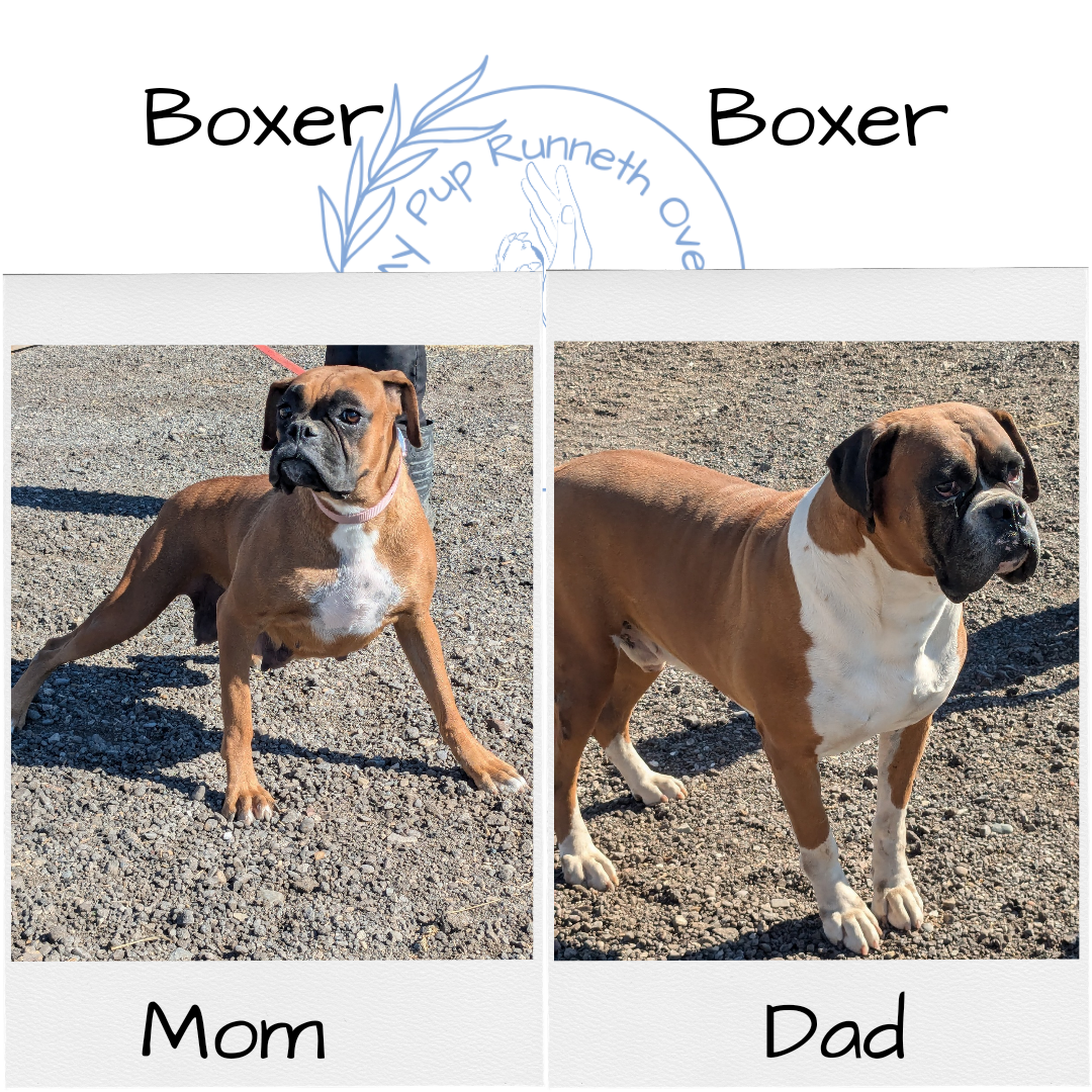 BOXER (09/08) FEMALE