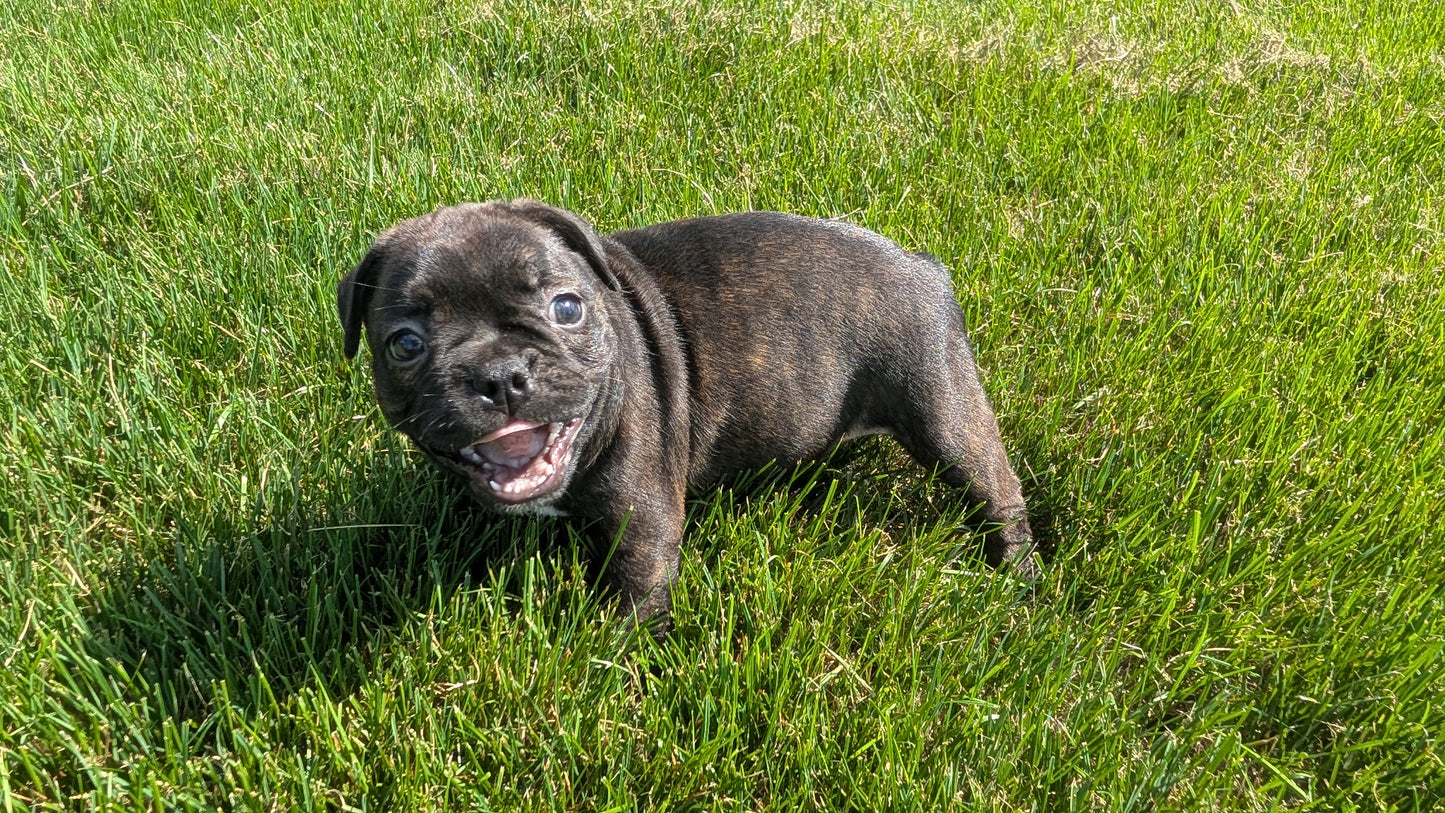 FRENCHTON (06/25) FEMALE