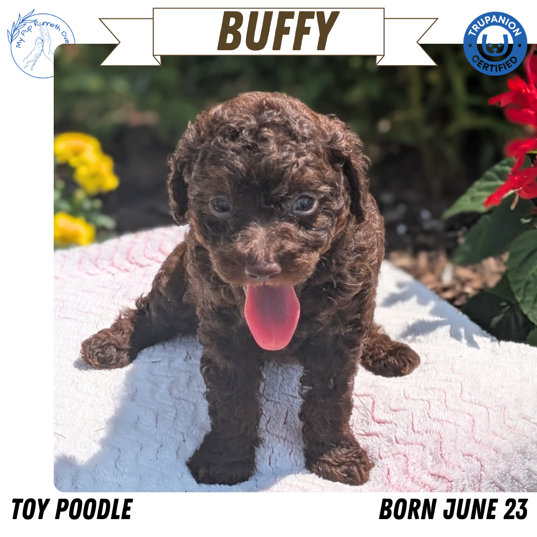 TOY POODLE (06/23) FEMALE