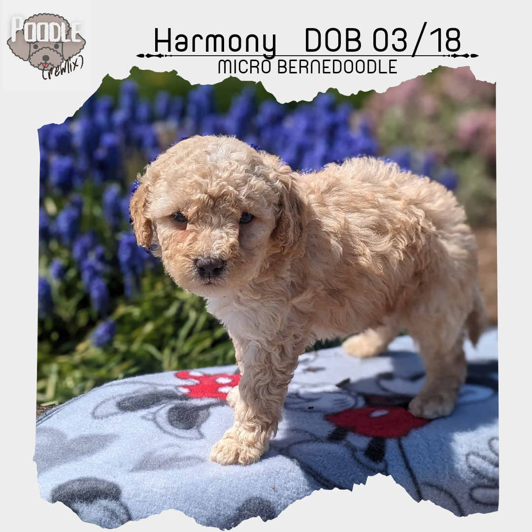 MICRO BERNEDOODLES (03/18) FEMALE