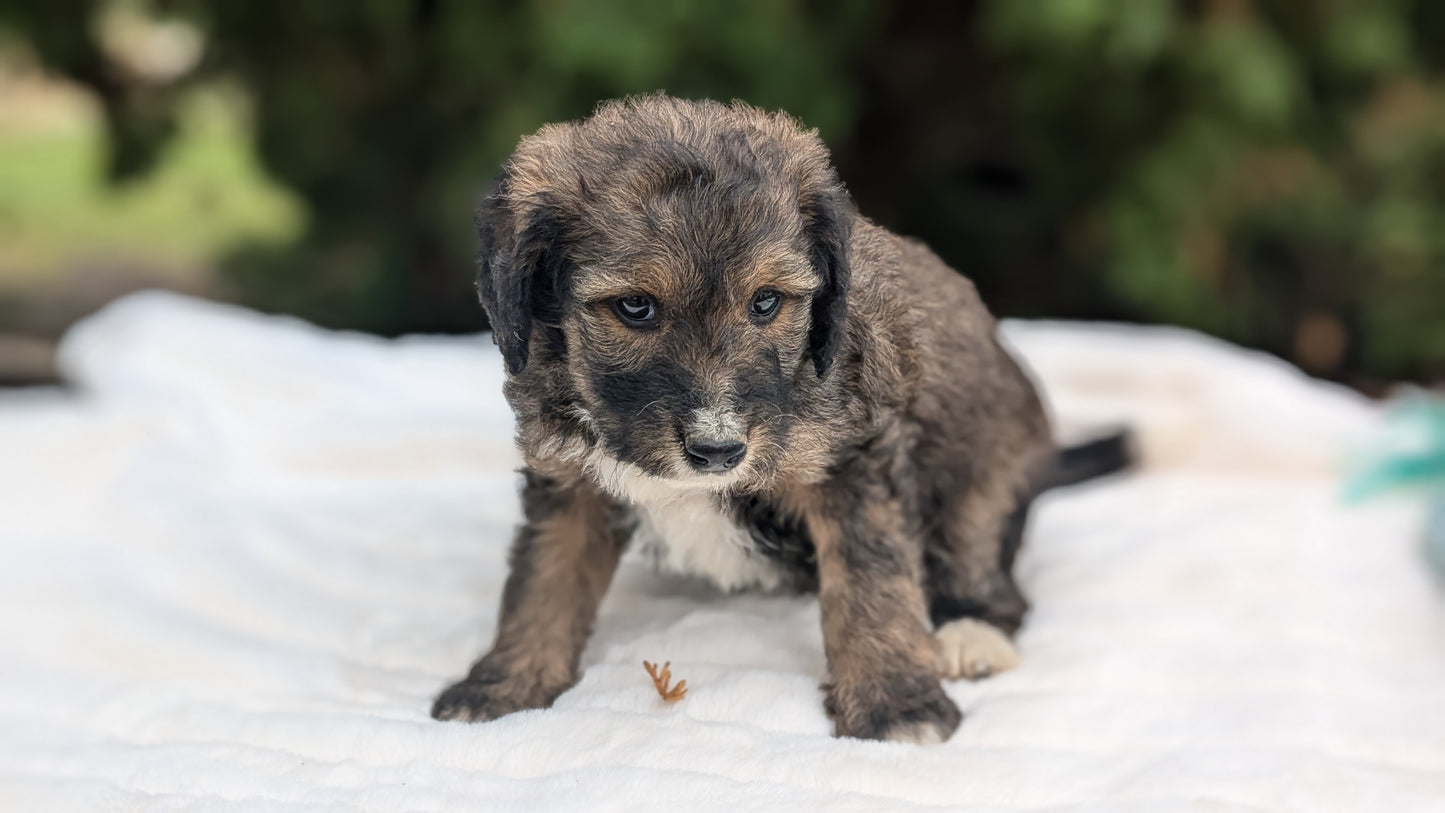 MINI BERNEDOODLE (09/24) MALE