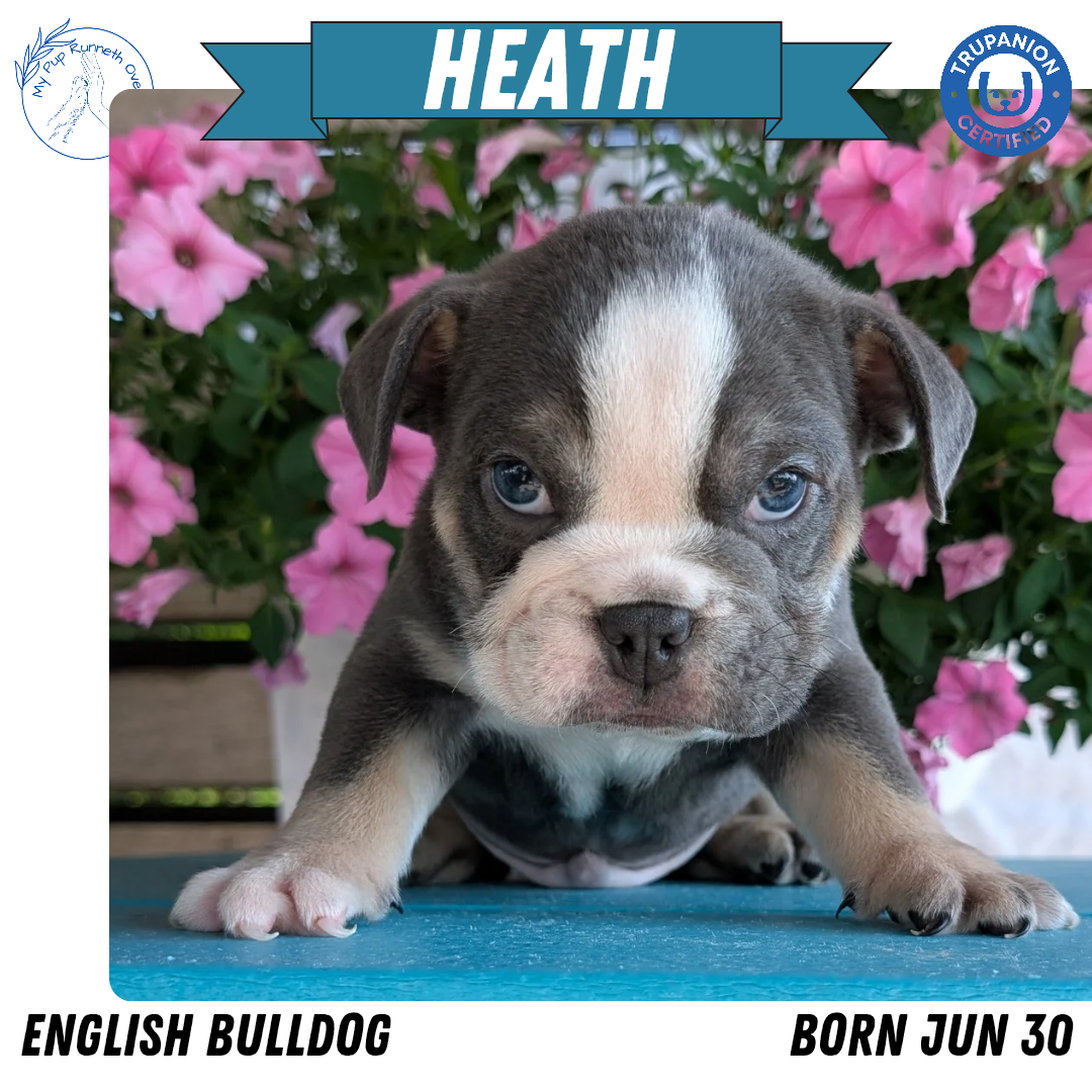 ENGLISH BULLDOG (06/30) MALE