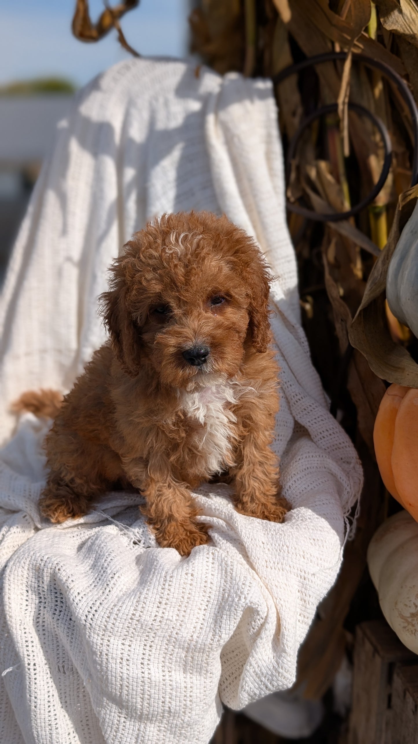 CAVAPOO (07/26) MALE