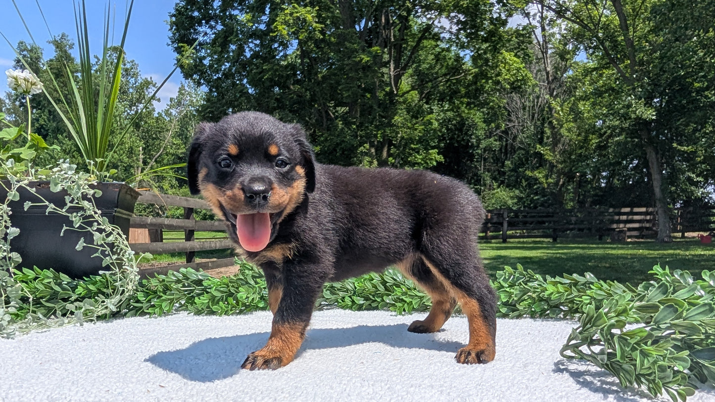 ROTTWEILER (05/28) FEMALE