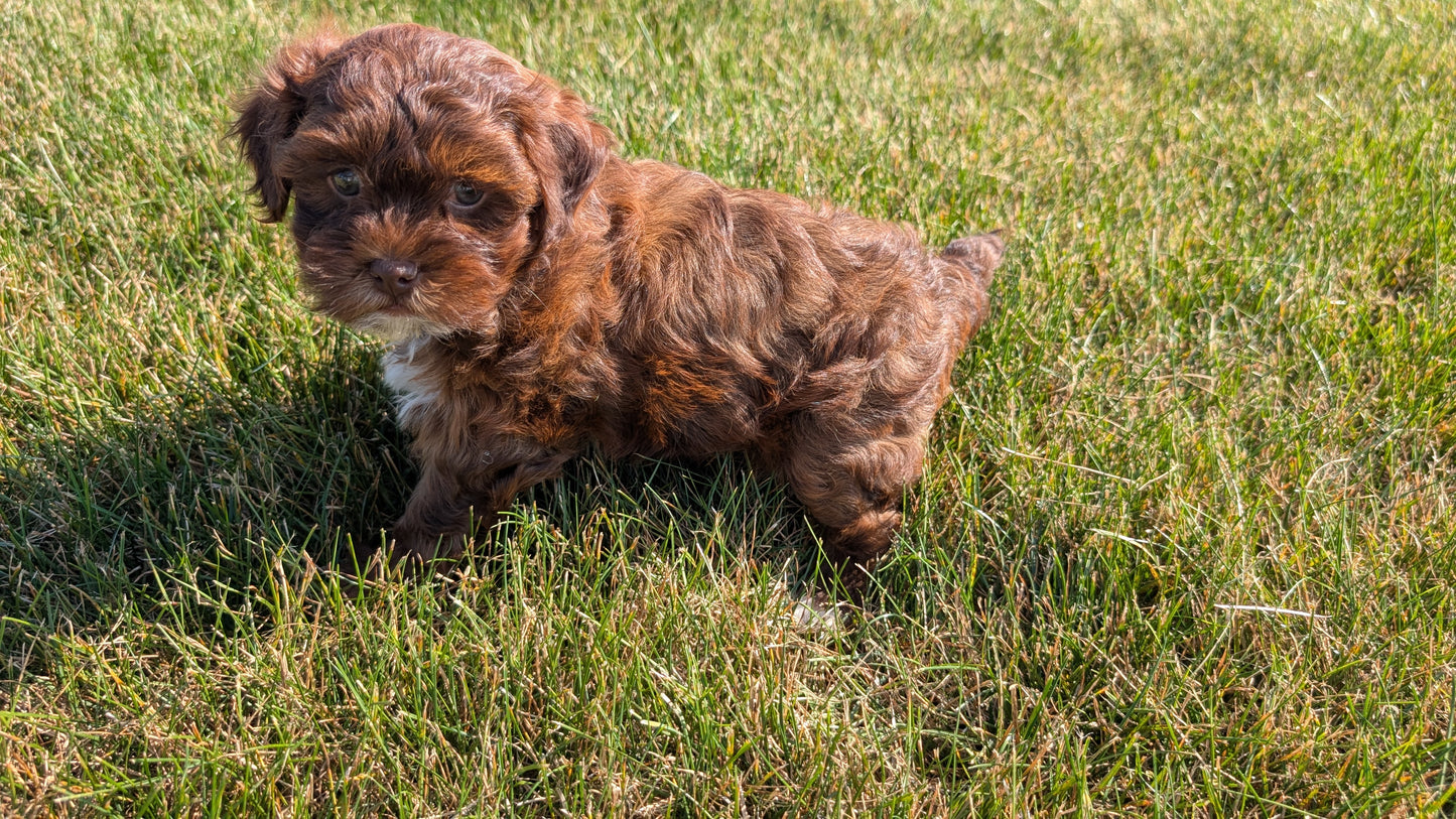 SHIHPOO (07/26) FEMALE