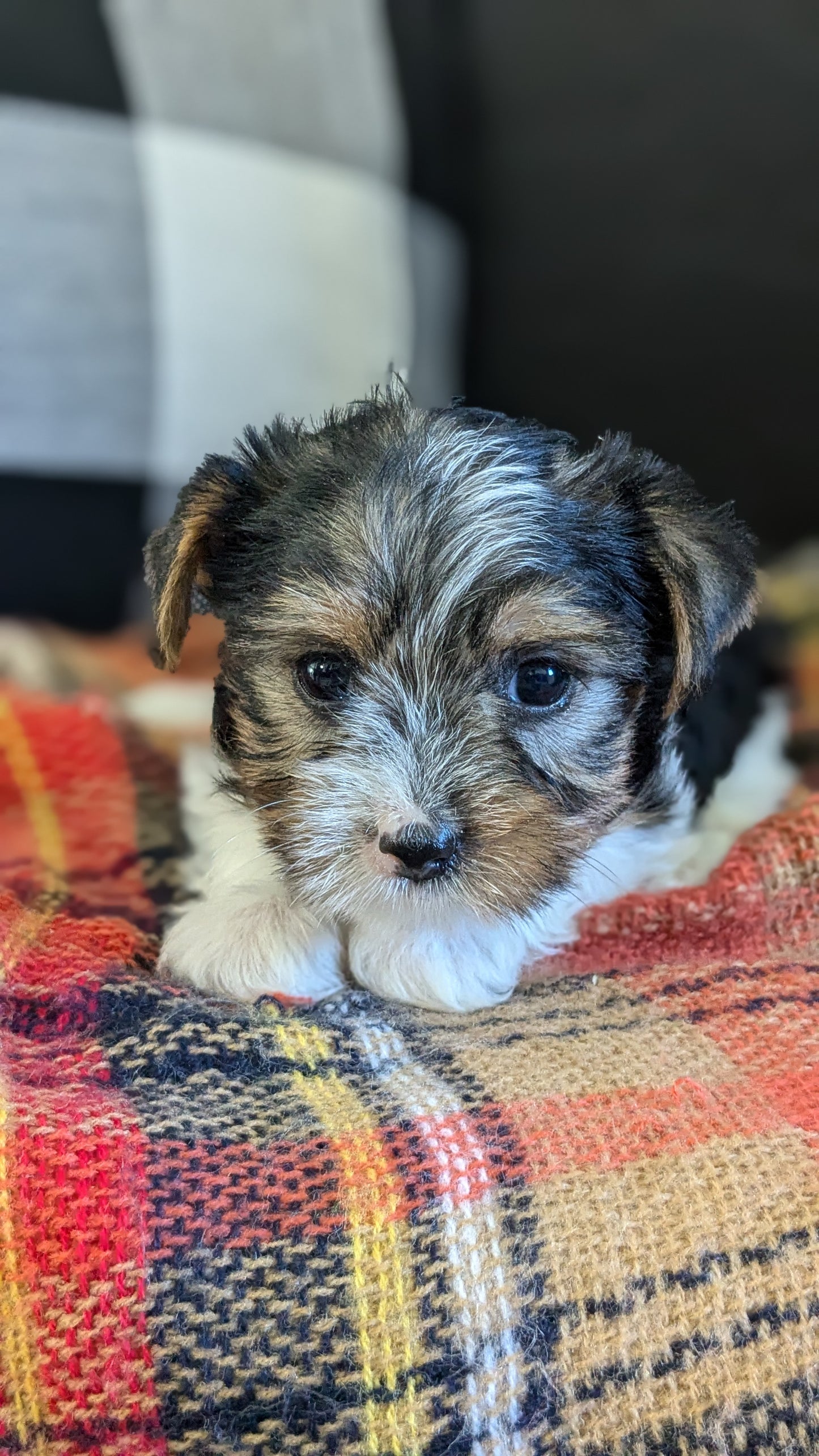 YORKSHIRE TERRIER (09/28) FEMALE