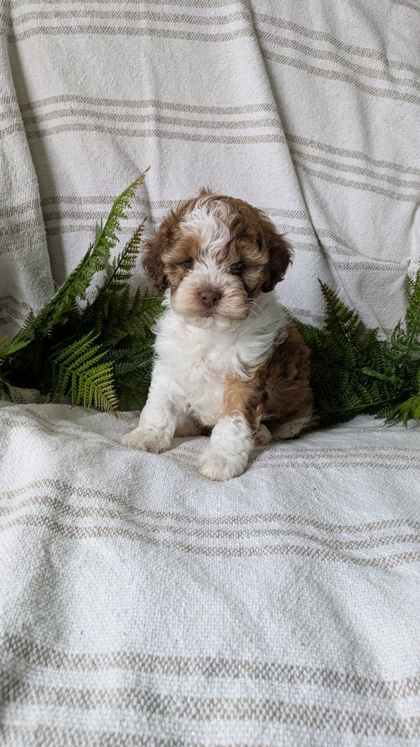 COCKAPOO (03/03) FEMALE
