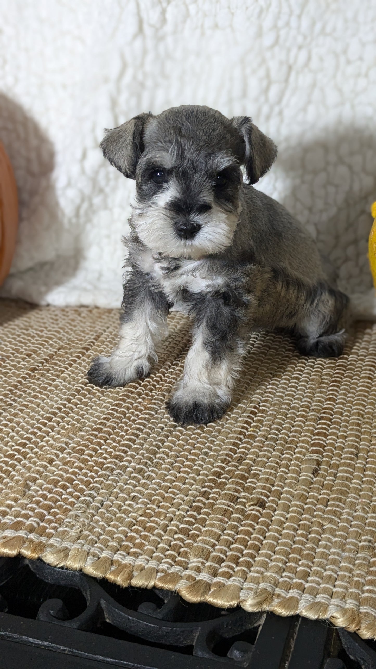 MINI SCHNAUZER (09/23) FEMALE