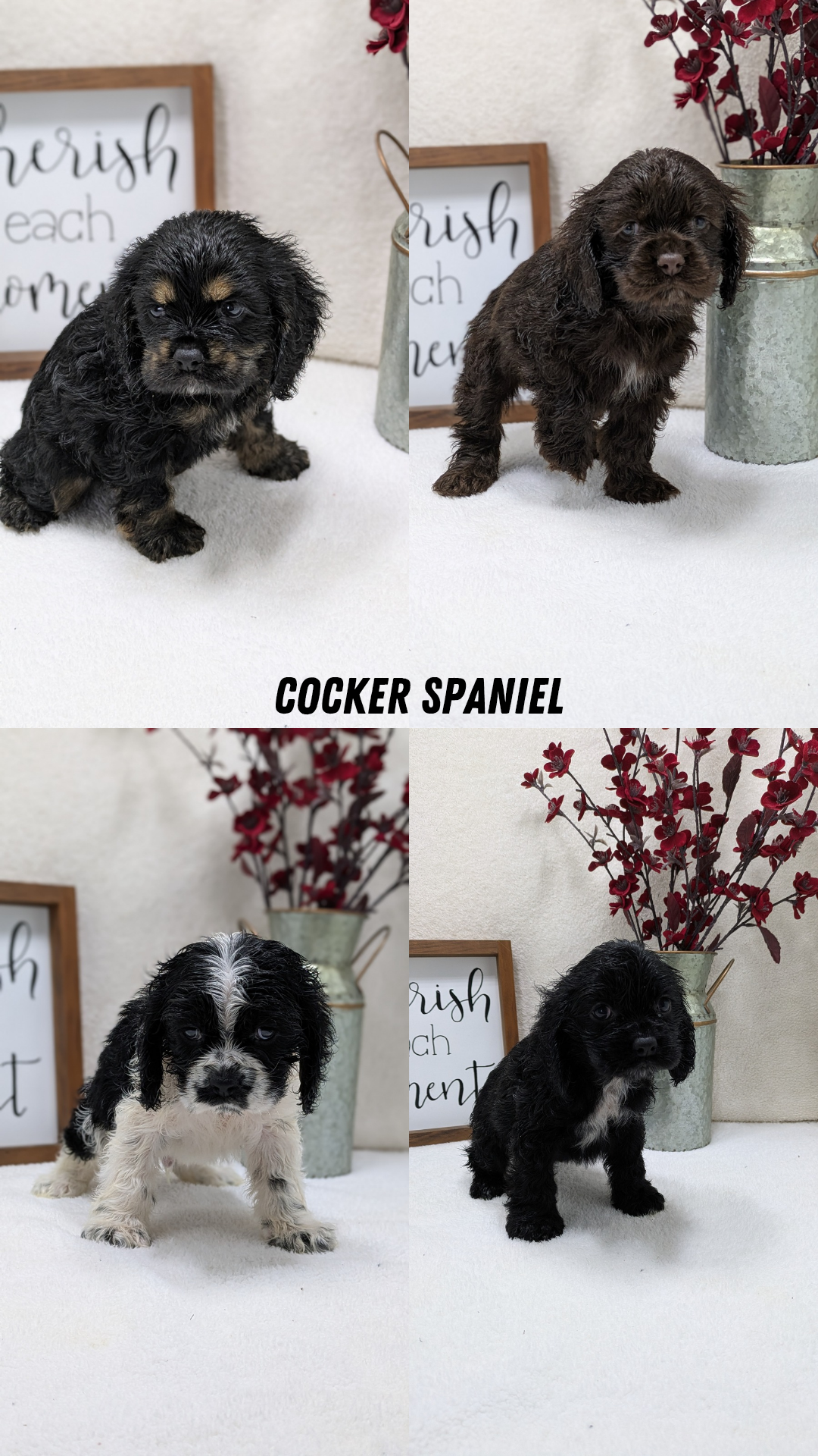 COCKER SPANIEL (12/03) MALE