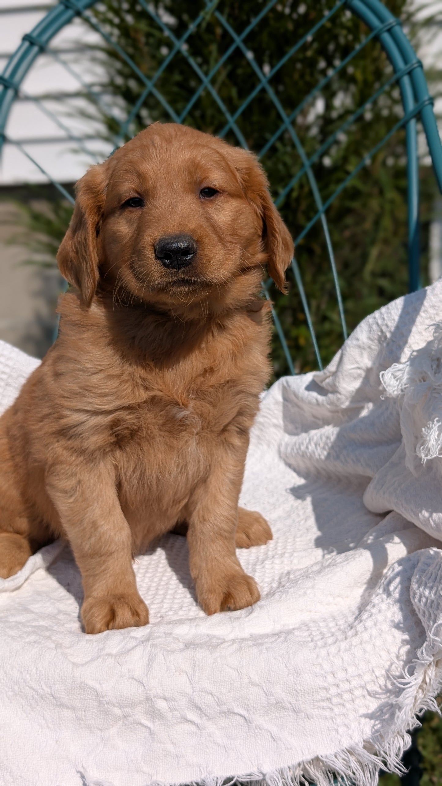 GOLDEN RETRIEVER (07/24) MALE