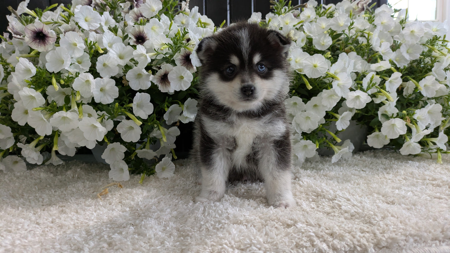 POMSKY (04/01) MALE