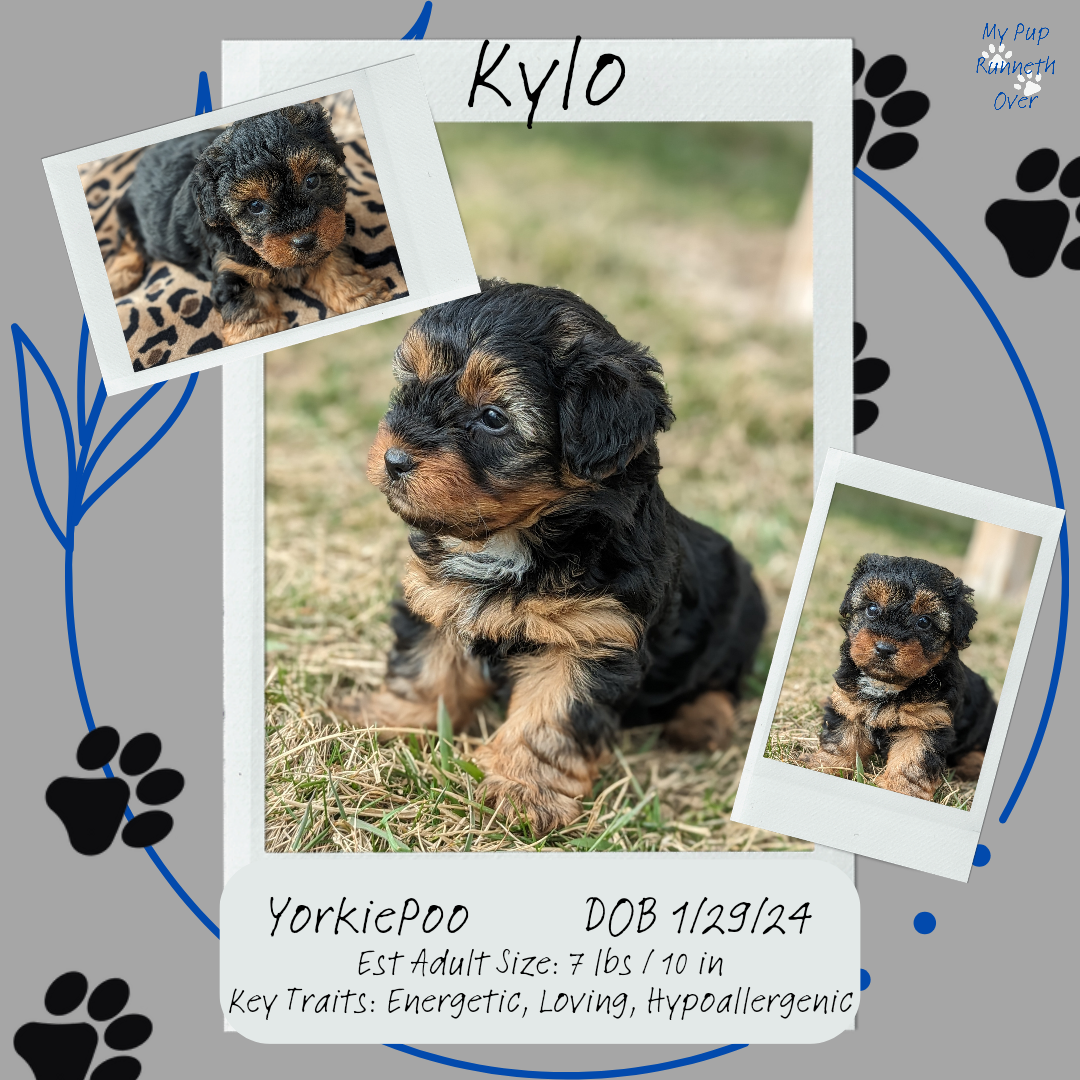 YORKIPOO (1/25) MALE
