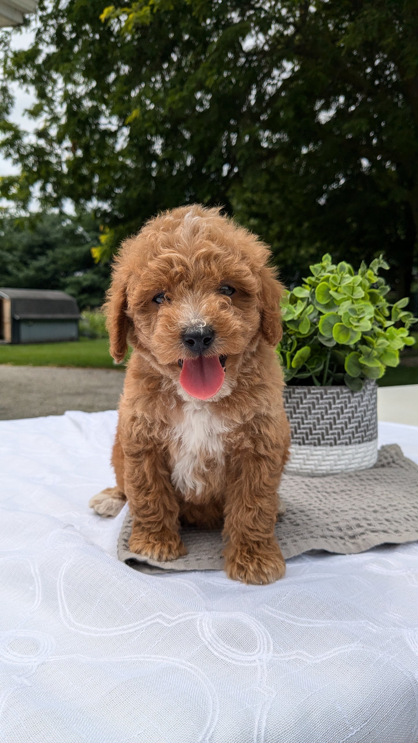 MINI GOLDENDOODLE (06/09) MALE