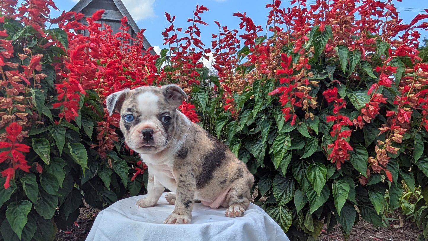 FRENCHTON (06/25) FEMALE