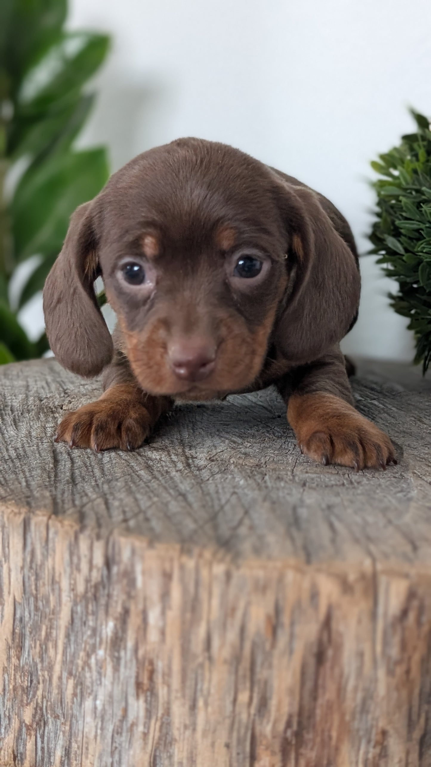 MINI DACHSHUND (09/22) FEMALE