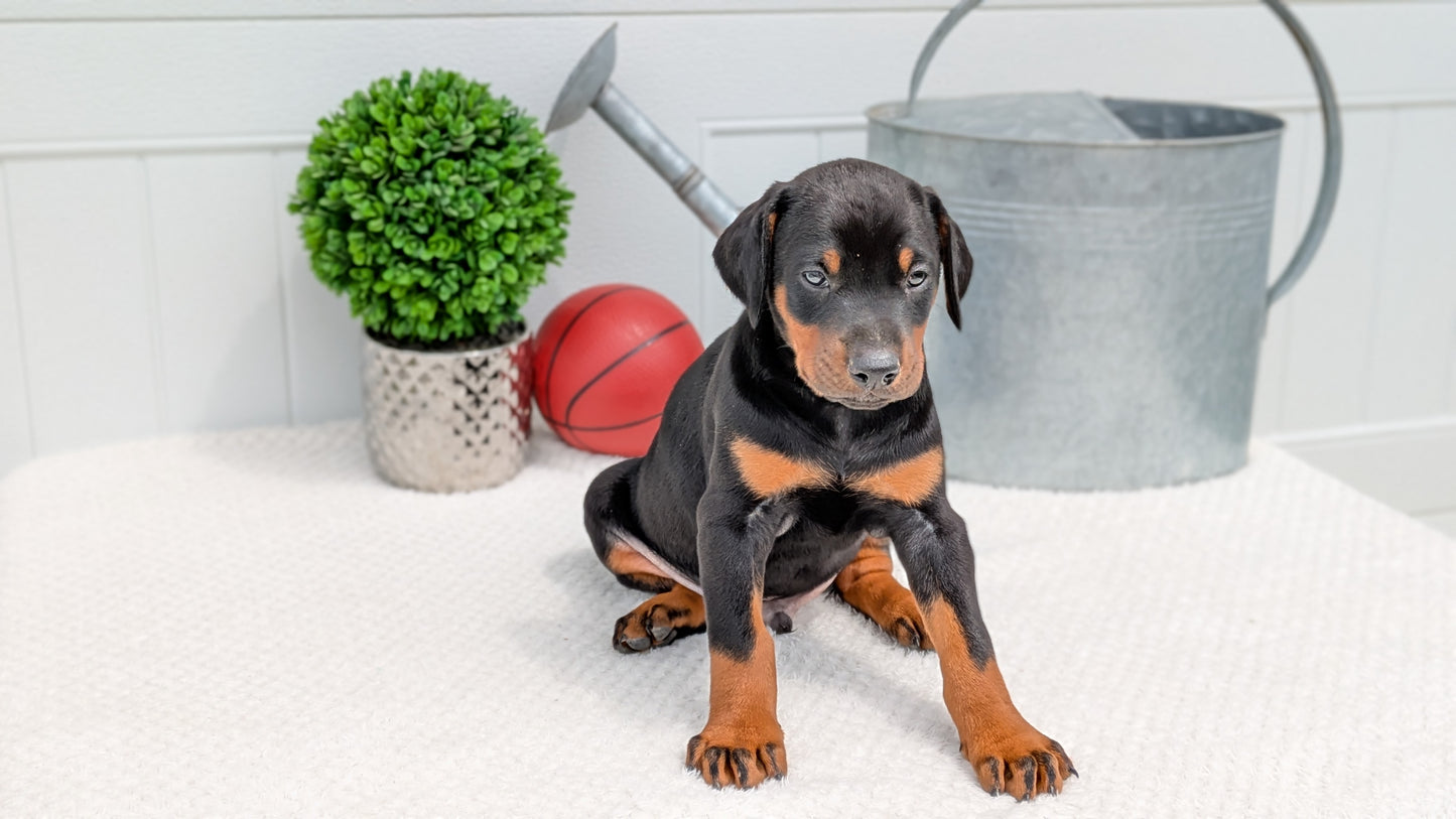 DOBERMAN PINSCHER (03/22) MALE