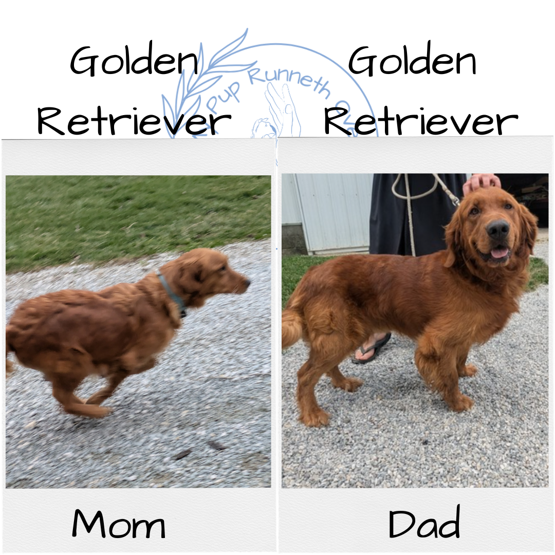 GOLDEN RETRIEVER (11/13) FEMALE