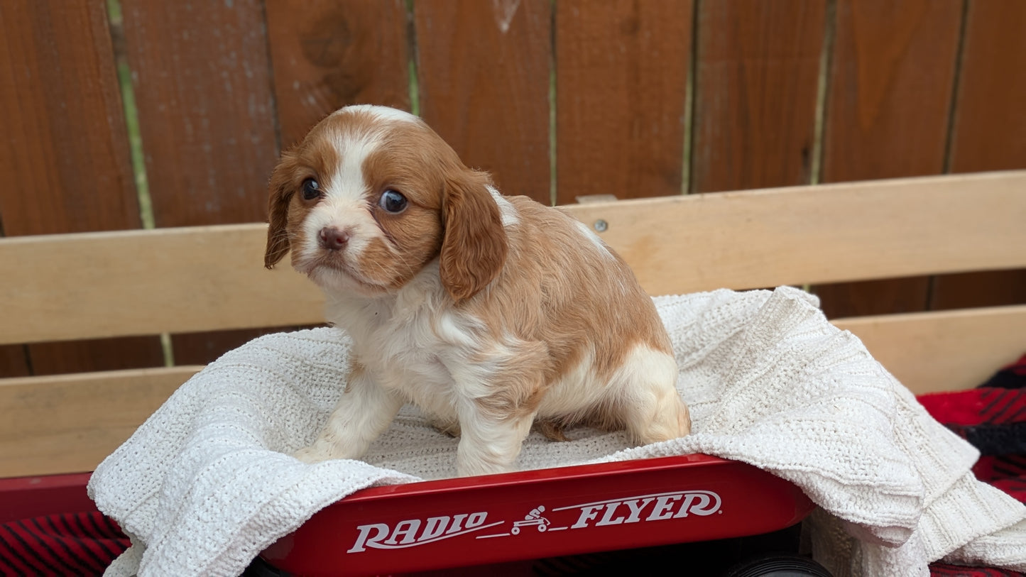 CAVALIER (02/10) FEMALE
