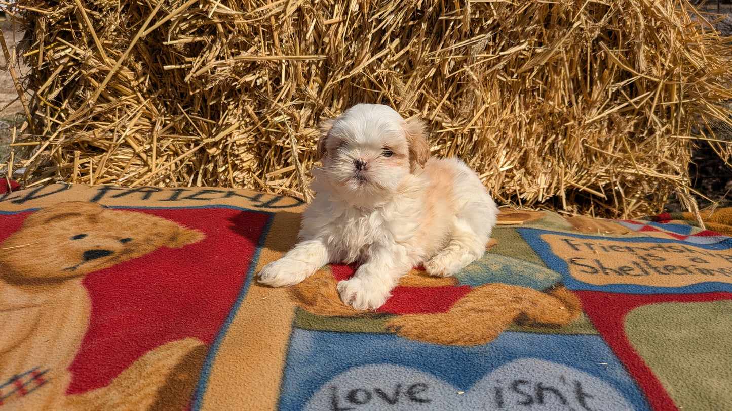 SHIH TZU (02/01) FEMALE