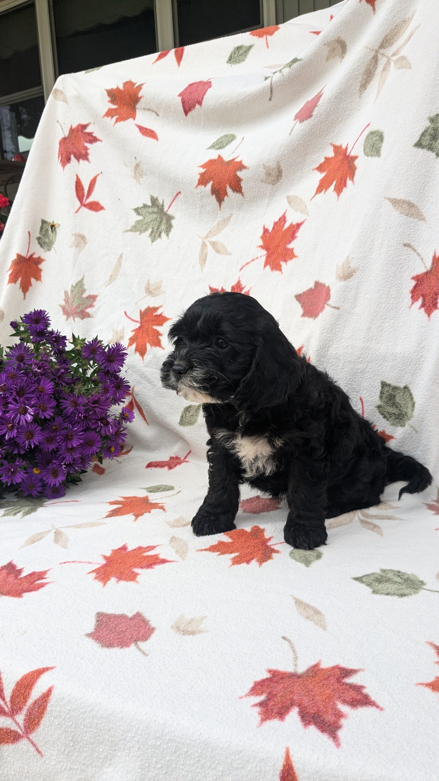 COCKAPOO (08/03) FEMALE