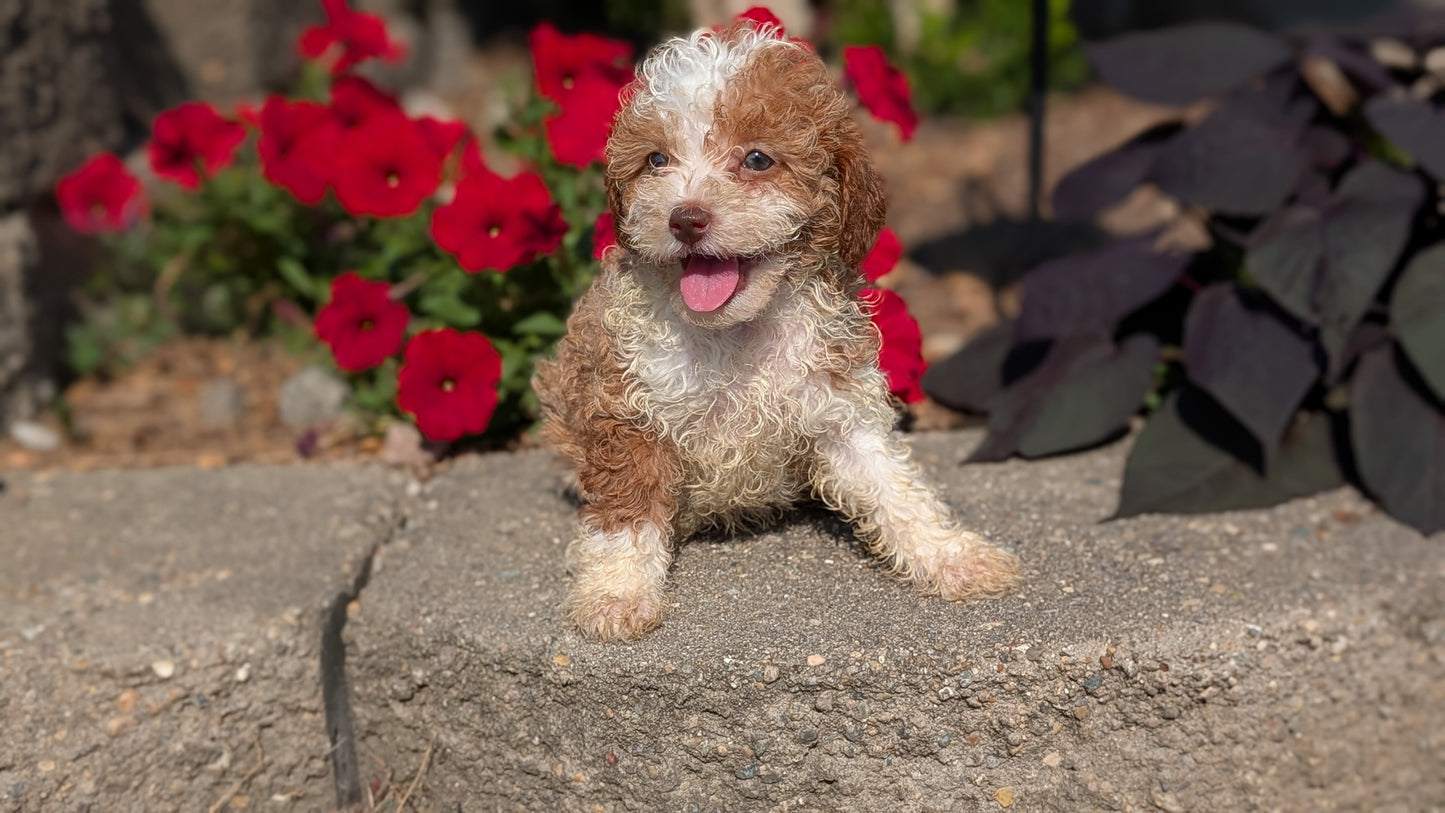 CAVAPOO (05/29) FEMALE