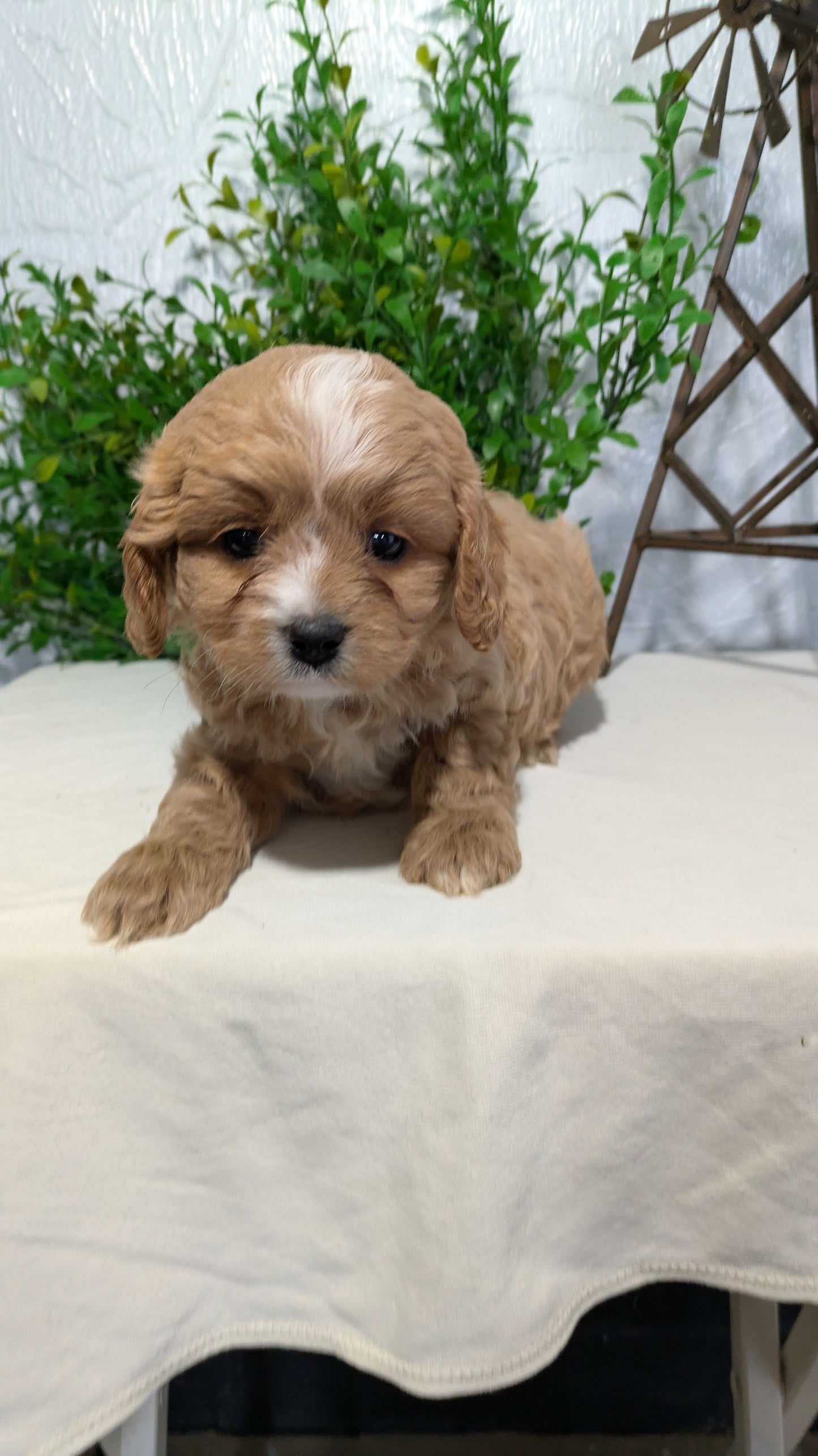 CAVAPOO (02/17) MALE