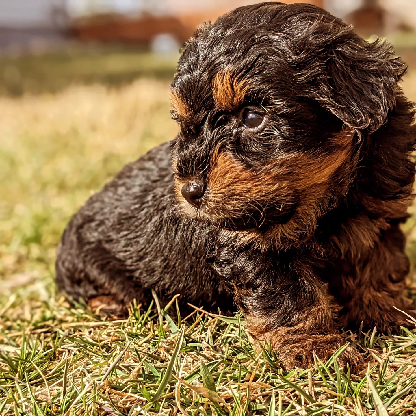 YORKIPOO (1/25) MALE