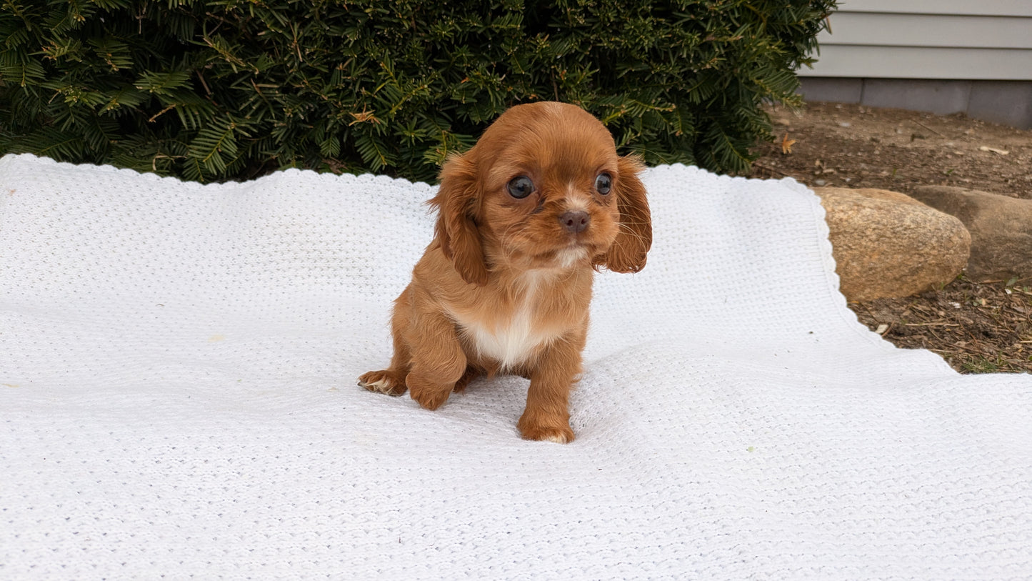 CAVALIER (02/10) FEMALE
