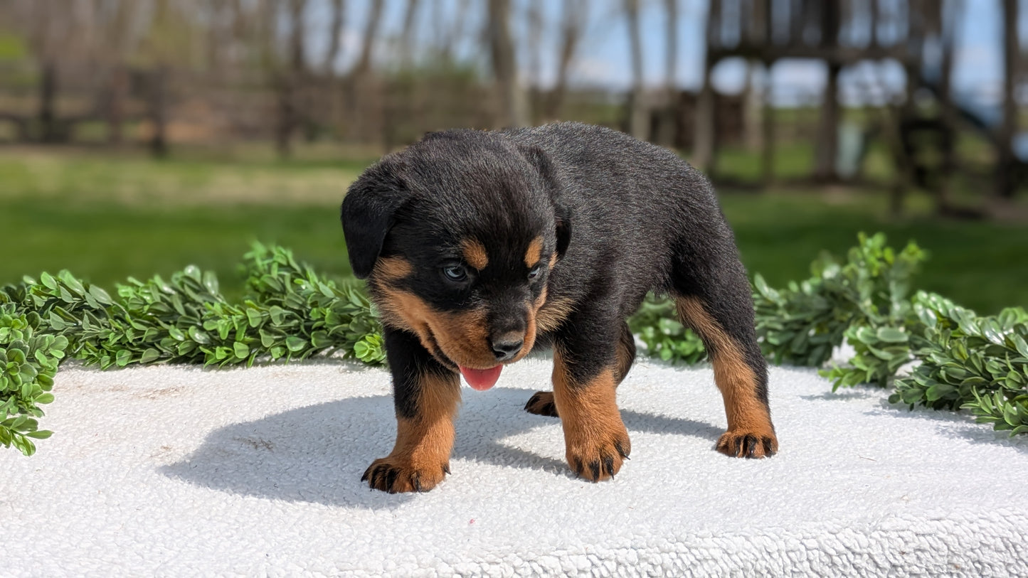 ROTTWEILER (03/18) MALE