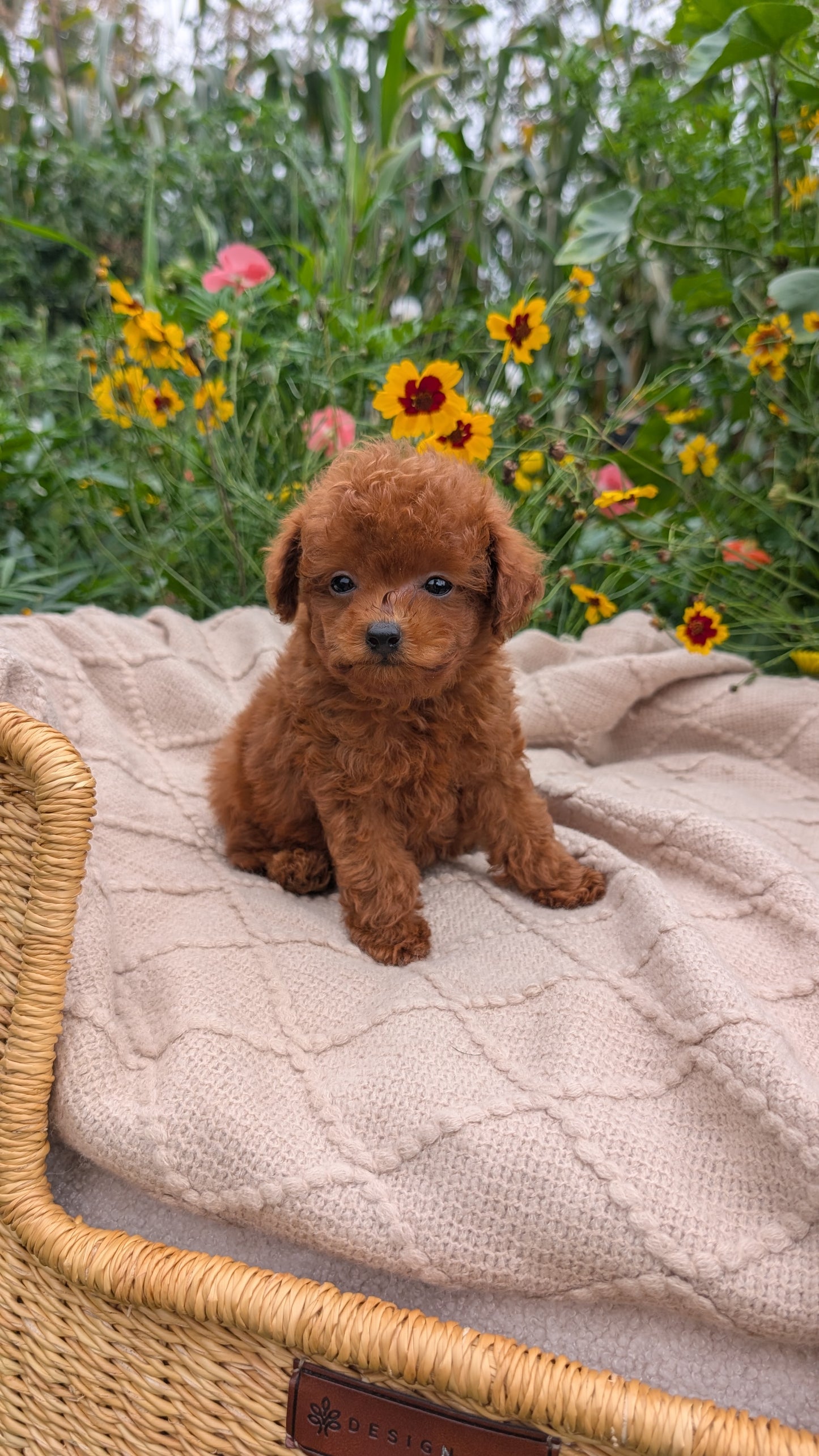 TOY POODLE (07/01) MALE