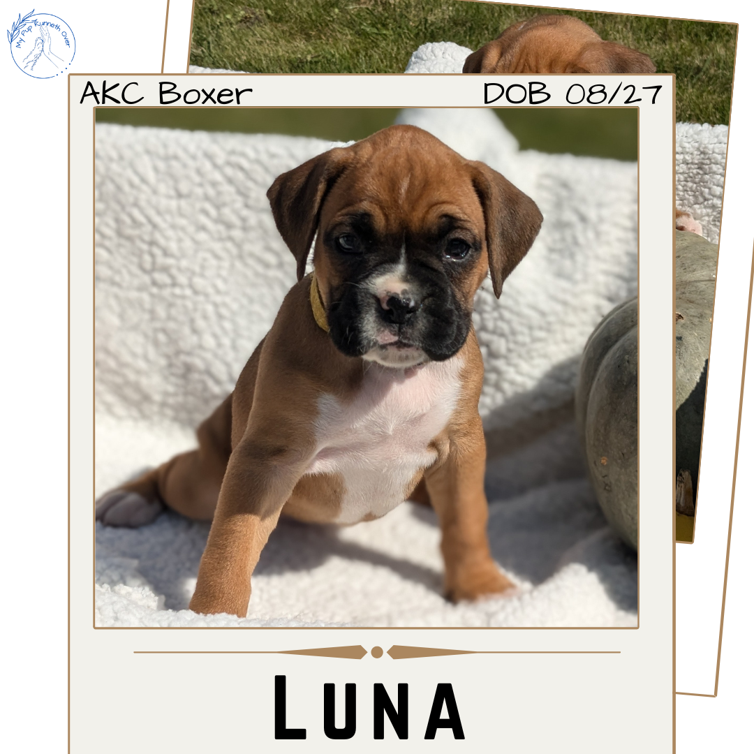 BOXER (08/27) FEMALE