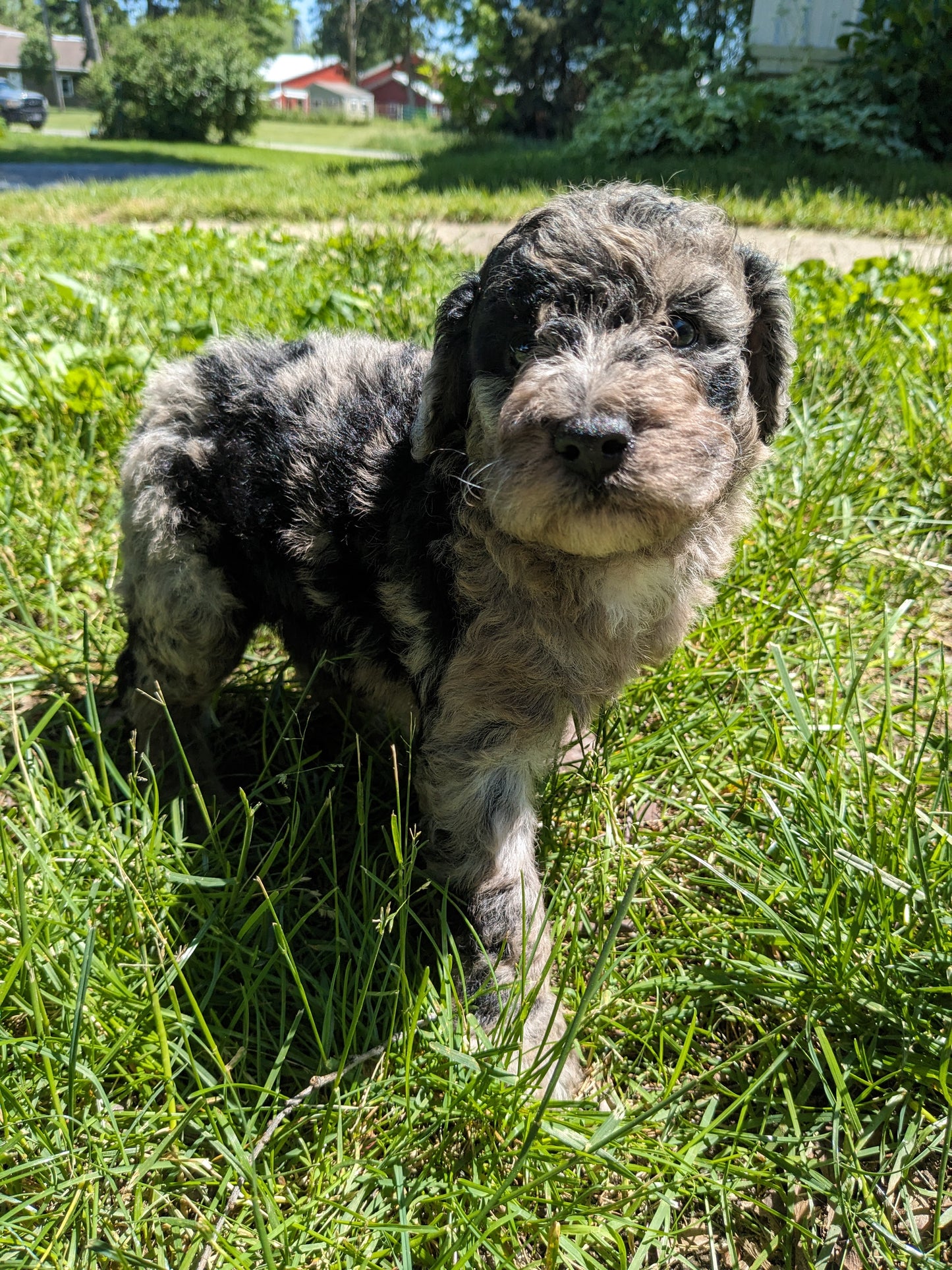 MINI POODLE (04/27) MALE