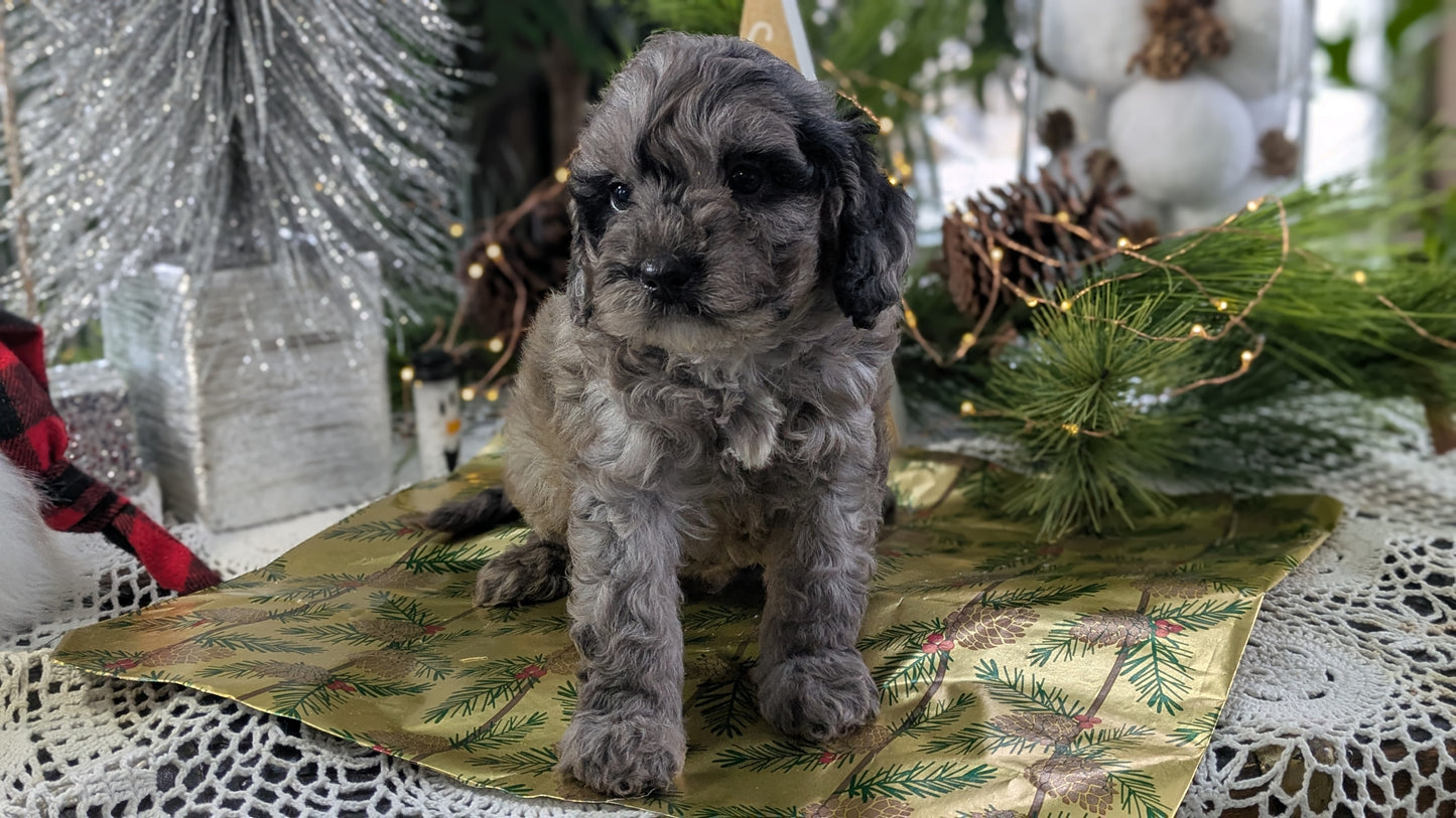 CAVAPOO (10/10) MALE